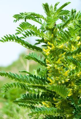 Astragale, plante de l'immunité et du vieillissement