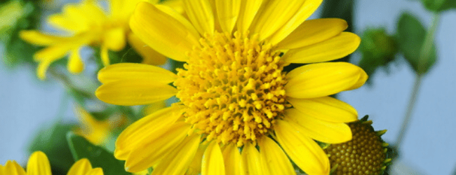 Grindelia