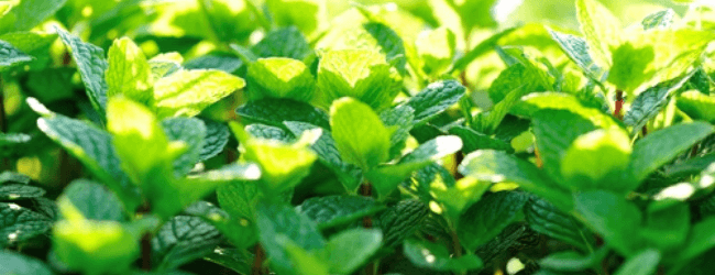 Menthe
