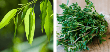 Thym et Eucalyptus