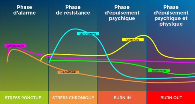 Les différentes phases du stress