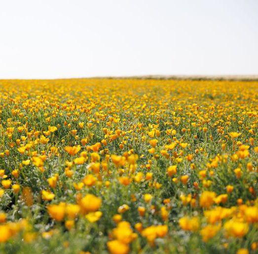 Expertise du végétal - Champ d'eschscholtzia