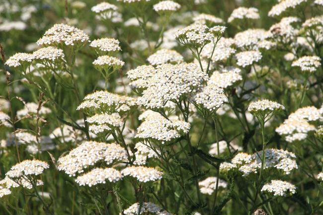plante achillée millefeuille utilisée pour soulager les crampes menstruelles