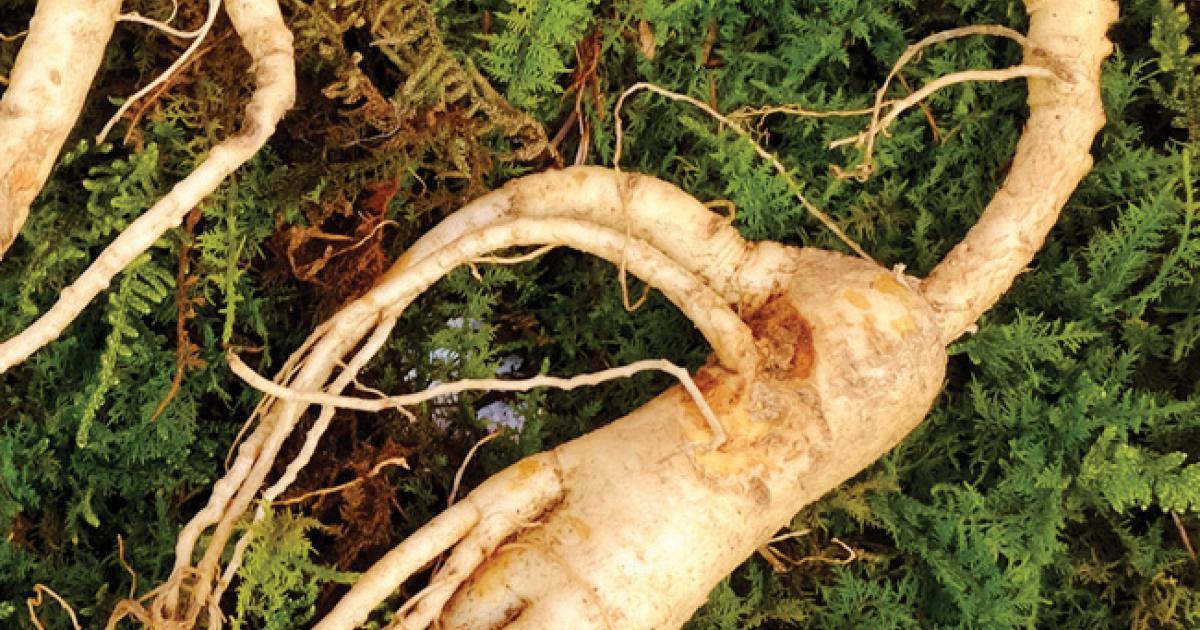 termometer dinosaurus is Ginseng : Plante de la fatigue physique et intellectuelle
