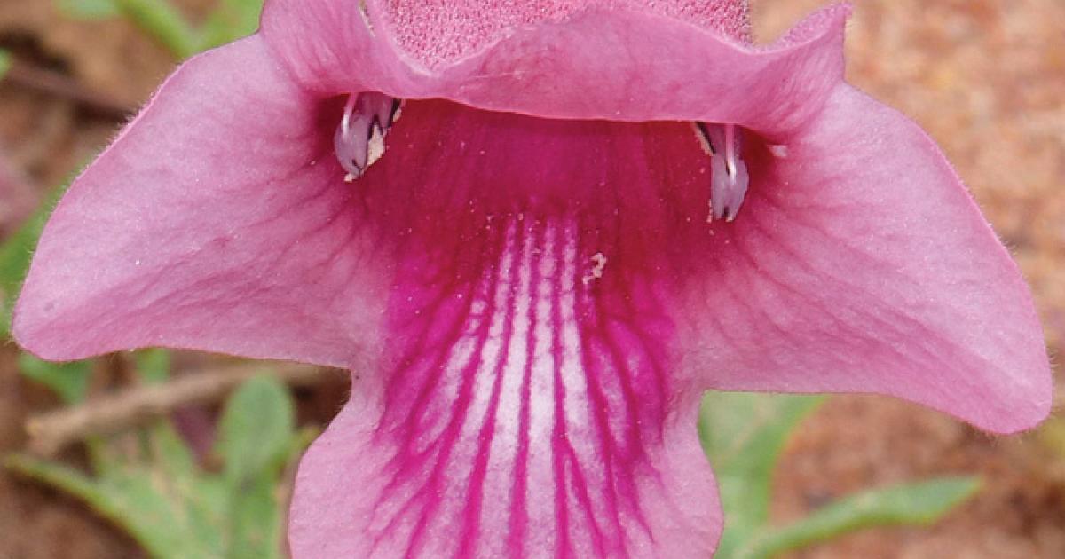 Harpagophytum : La plante de l'inflammation articulaire