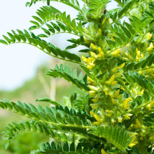 Astragale Astragale, plante de l'immunité et du vieillissement