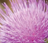 vignette chardon marie