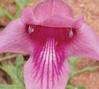 Vignette harpagophytum