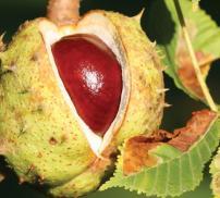 vignette marron d'inde