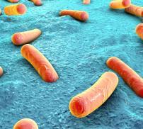 Vignette - rôle du microbiote intestinal