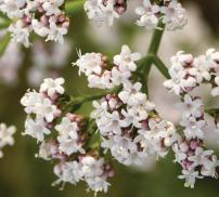 Vignette - Valériane