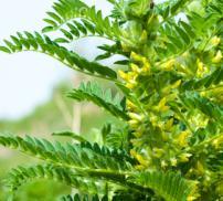 Astragale, plante de l'immunité et du vieillissement