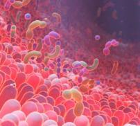Microbiote intestinal