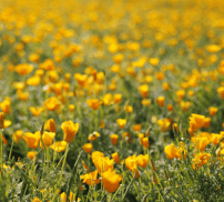 Certification b corp