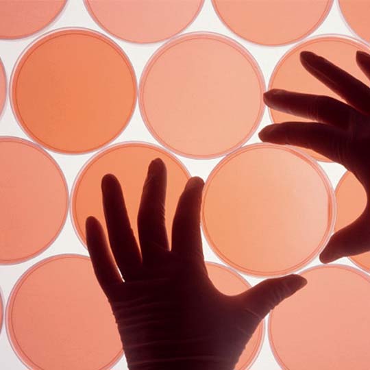 Développement de la Micronutrition & pôle de recherche sur les probiotiques