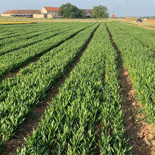 Création de la filière Phytothérapie